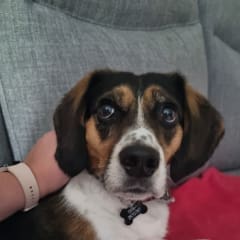 Niki